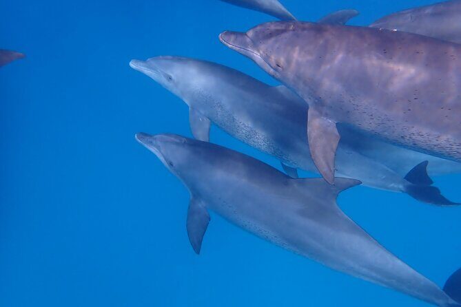 Day Trip Zanzibar: Snorkeling Dolphin Aquarium Turtles and Sunset - The Sum Up