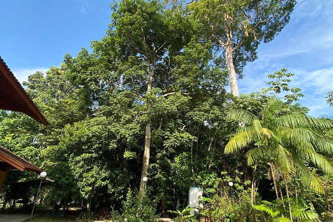 day-use-private-city-tour-historic-musa-museum-of-the-amazon
