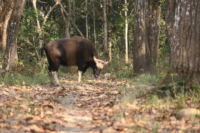 Day Walk(8-10h.) inside Chitwan National Park. - An In-Depth Look at the Chitwan Day Walk Experience