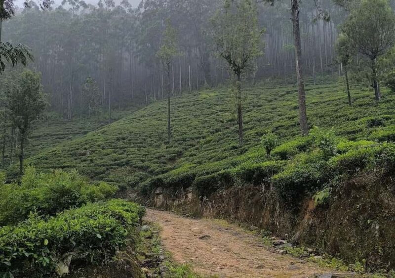 Dayagama: Pekoe Trail Stage 9 & 10 Guided Hike - Key Points