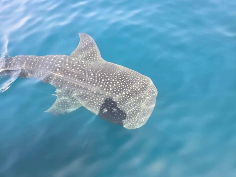 Daymaniyat Island: Snorkelling Tour with Tasty Lunch - The Itinerary in Detail