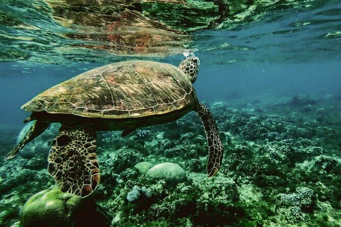 Daymaniyat Islands Oman Sharing Tour - FAQs About the Daymaniyat Islands Sharing Tour