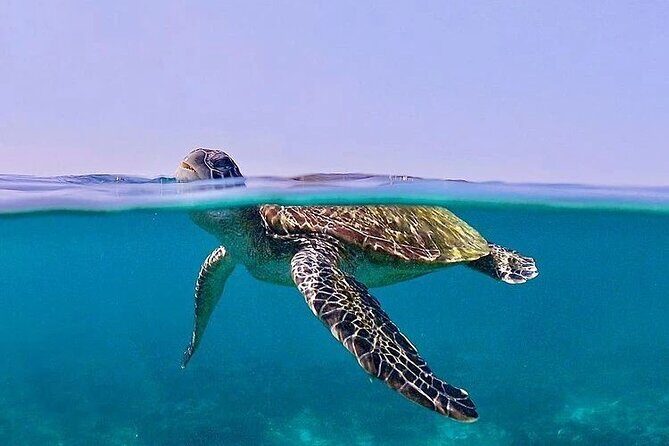 Daymaniyat Islands Snorkeling Half-Day Tour - Who Is This Tour Best For?