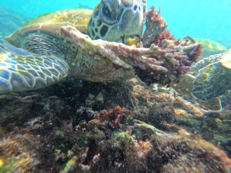 Daymaniyat islands: Visiting and snorkeling in Daymaniyat... - Key Points