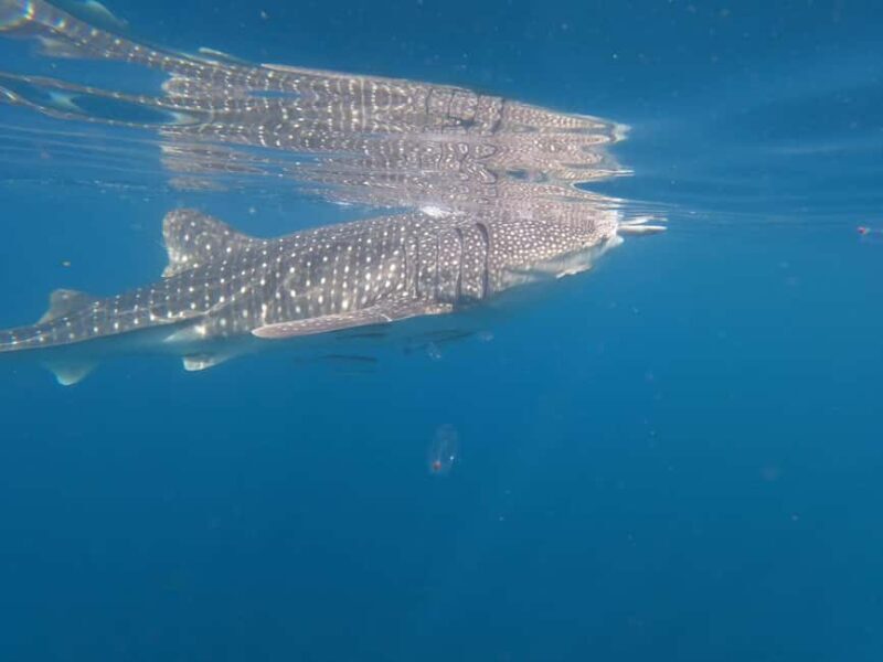 Daymaniyat islands: Visiting and snorkeling in Daymaniyat... - The Itinerary: A Detailed Breakdown