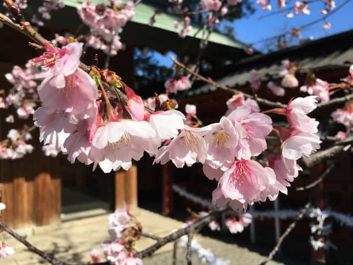 daytime-hanami-cherry-blossom-time-with-a-local