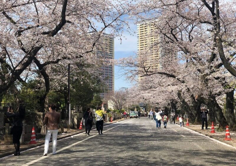 daytime-hanami-cherry-blossom-time-with-a-local