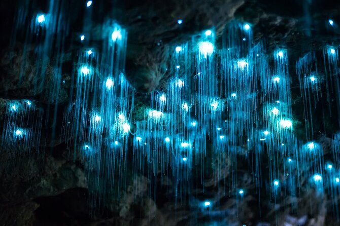 Daytime Scenic Rim Glow Worm Tour + Hop on Hop off Bus - A Closer Look at the Tour Experience