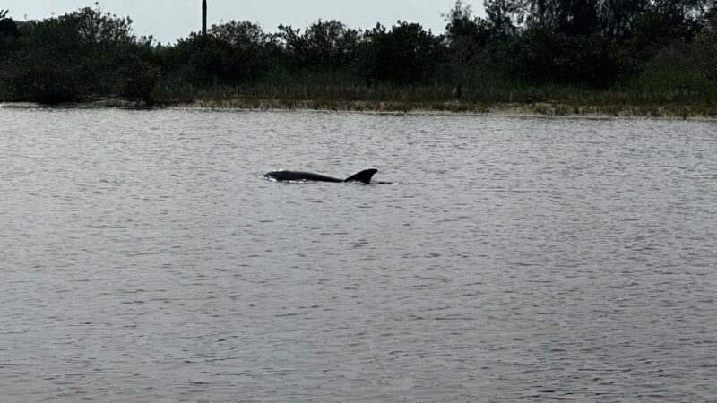 Daytona Beach: Coastal Discovery Cruise - The Sum Up