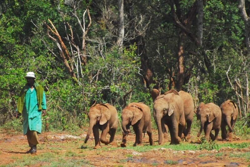 DayTour David Sheldrick Elephant Orphanage Trust And Giraffe - Key Points