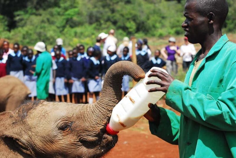 DayTour David Sheldrick Elephant Orphanage Trust And Giraffe - Full Breakdown of the Tour Experience