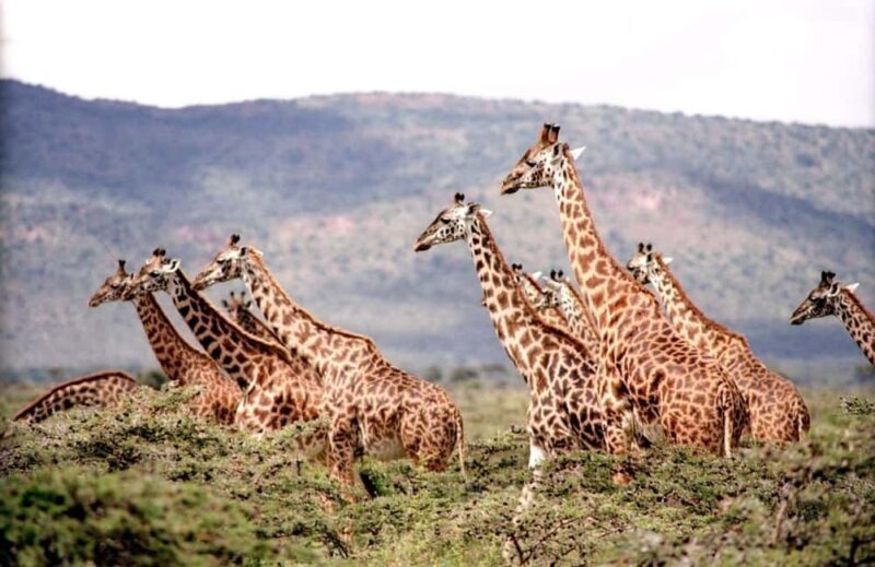 DayTour David Sheldrick Elephant Orphanage Trust And Giraffe - The Experience Provider: Black Santa Safaris