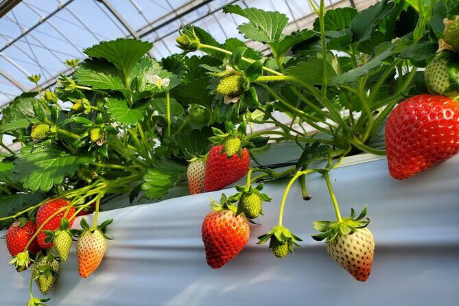 Dazaifu, Yanagawa River Cruise & Strawberry Picking from Fukuoka - The Sum Up