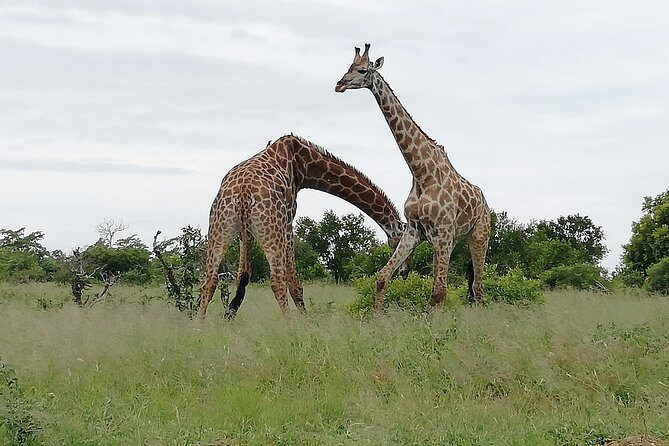 De Wildt Cheetah and Wildlife Centre Private Safari (Private) - What the Tour Offers and Why It Matters