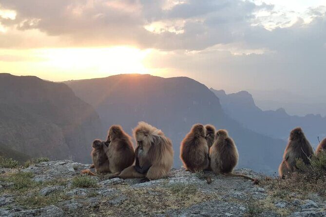 Debre Libanos and Portuguese bridge - Wildlife and Birdwatching Highlights