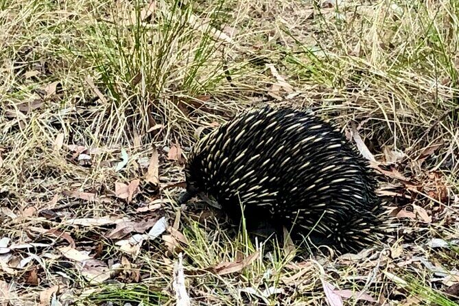 Deep Creek Hike: Trails and Tales with a Foreign Flair - FAQ