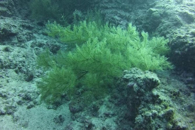 deep-diving-speciality-discover-a-new-world-up-to-40m-depth