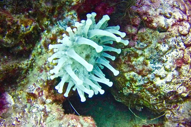 deep-diving-speciality-discover-a-new-world-up-to-40m-depth