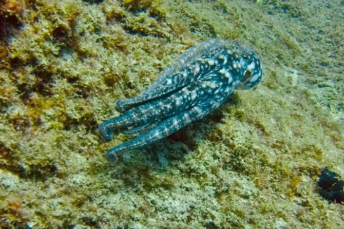 deep-diving-speciality-discover-a-new-world-up-to-40m-depth