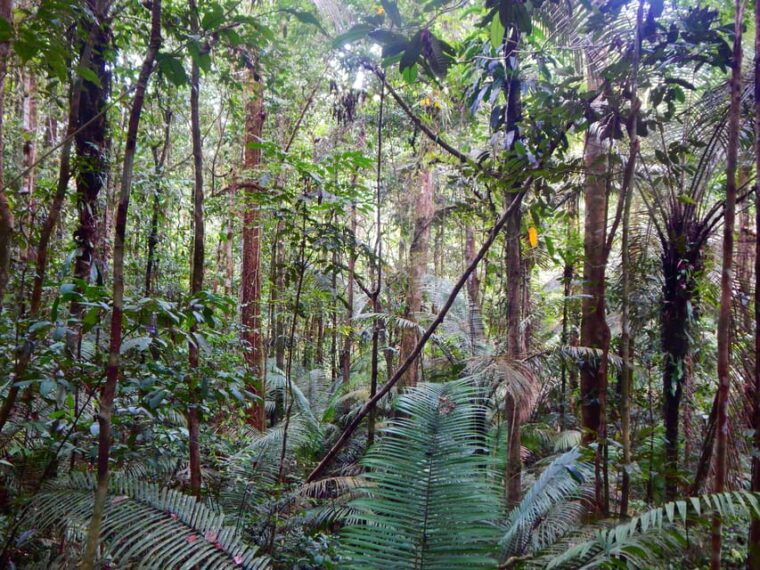 deep-jungle-experience-plan-4-days