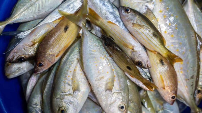 Deep-Sea Fishing and UNESCO- nominated Heart of Sharjah Tour - FAQ