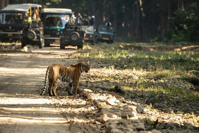Delhi: 2-Day Jim Corbett Safari Adventure - Experience and Value