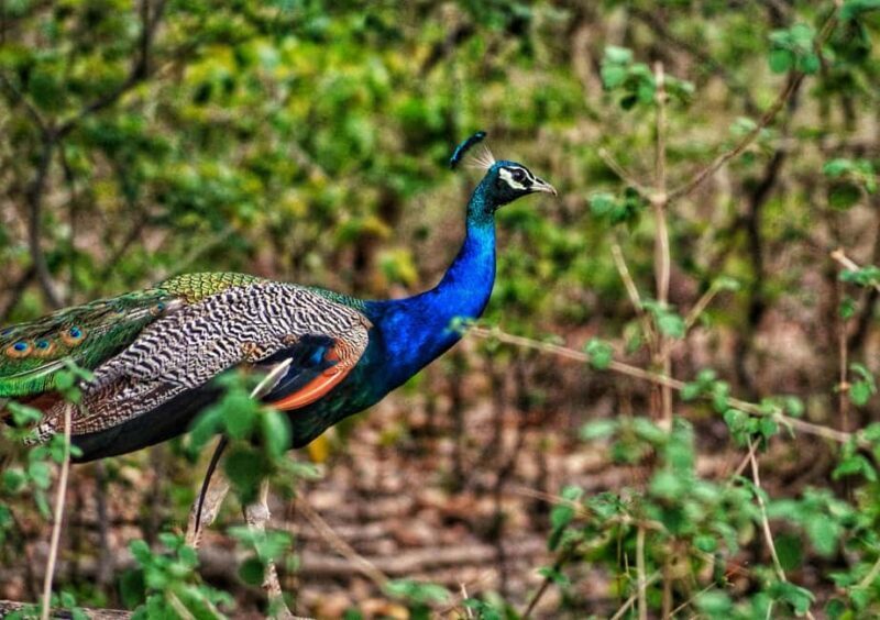 Delhi: 2-Day Jim Corbett Safari Adventure - Who Would Benefit from This Tour?