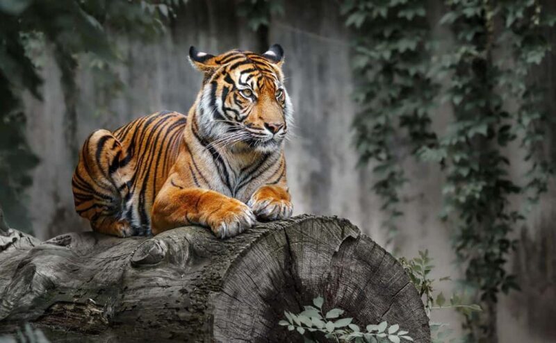 Delhi: 2-Day Ranthambore Safari Expedition with Car & Guide - An In-Depth Look at the Safari Experience