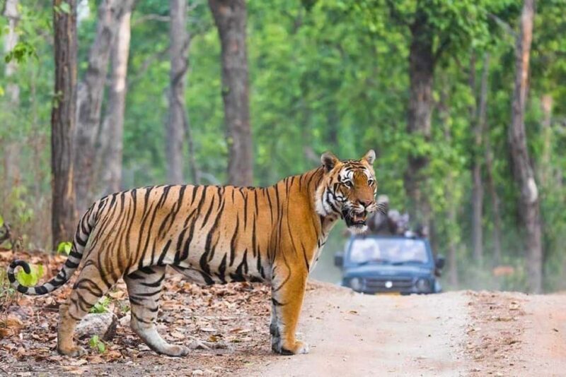 Delhi: 2-Day Ranthambore Safari Expedition with Car & Guide - Who Should Consider This Tour?