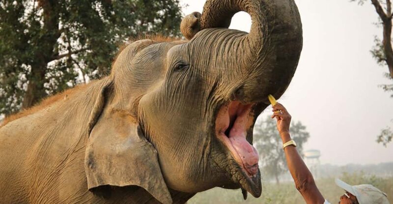 Delhi: 3Day Golden Triangle with Elephant SOS (5 Star Hotel) - Key Points