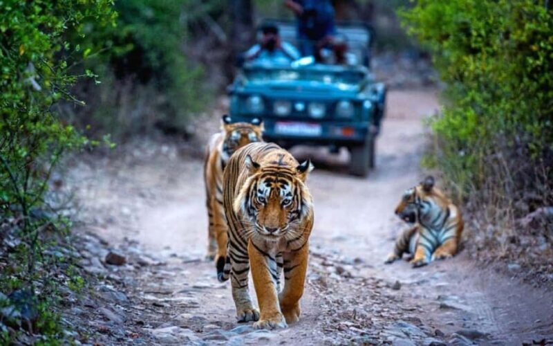 Delhi: 4Day Golden Triangle with Ranthambore (5 Star Hotels) - Ranthambore: The Wildlife Thrill  