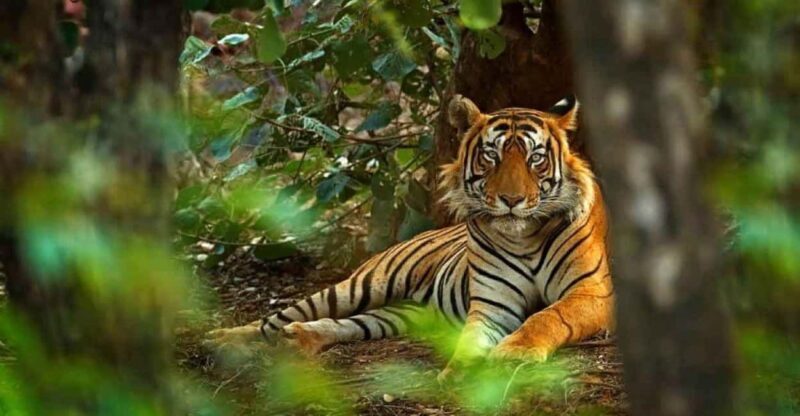 Delhi: 4Day Golden Triangle with Ranthambore (5 Star Hotels) - Who Will Love This Tour?  