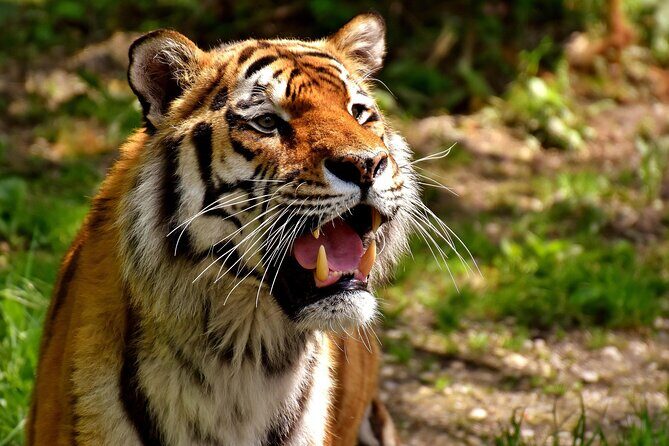 Delhi, Agra, Jaipur & Ranthambhore Tiger Safari 5-Day Tour - Key Points