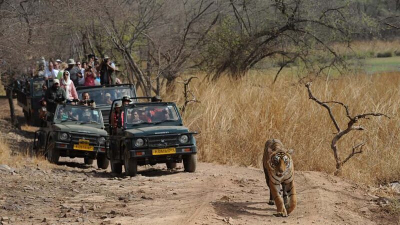 Delhi, Agra, Jaipur & Ranthambore Tiger Safari 5-Day Tour - The Itinerary Breakdown: What You Can Expect