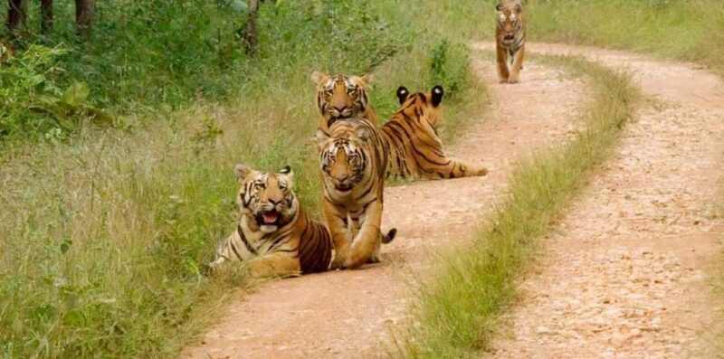 Delhi, Agra, Jaipur & Ranthambore Tiger Safari 5-Day Tour - Final Thoughts: Is This Tour Right for You?