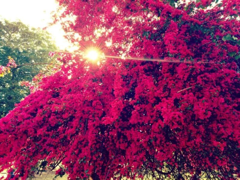 Delhi: Heritage Photography Tour - Introduction