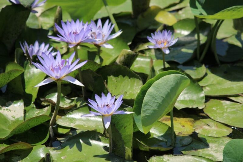 Delhi Hidden Gems Tour: Art, History & Heritage Parks - Why This Tour Offers Great Value