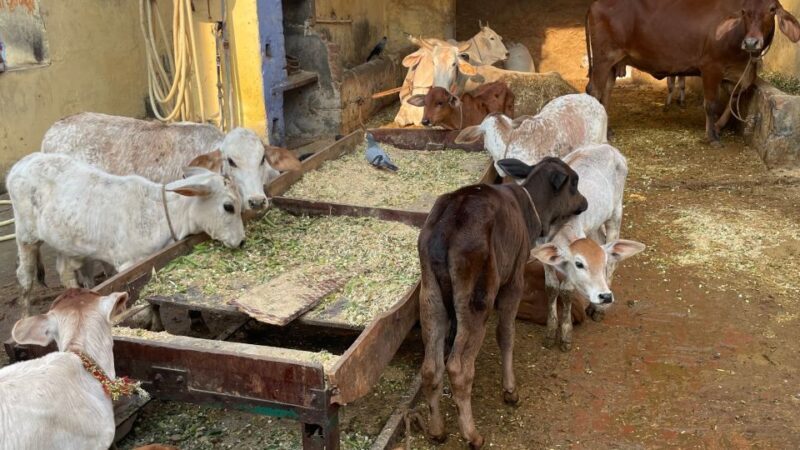 Delhi in a day : Explore the culture of the city - Key Points