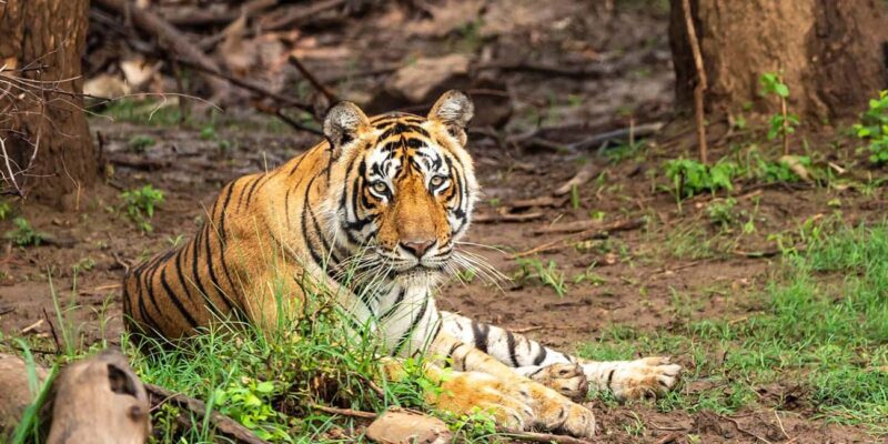 Delhi/Jaipur: 4 Days with Sariska and Ranthambore Safari - Final Thoughts