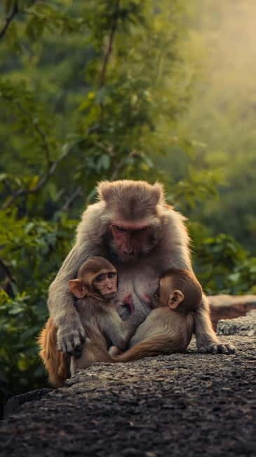 Delhi: Monkey Safari guided walking tour - Key Points