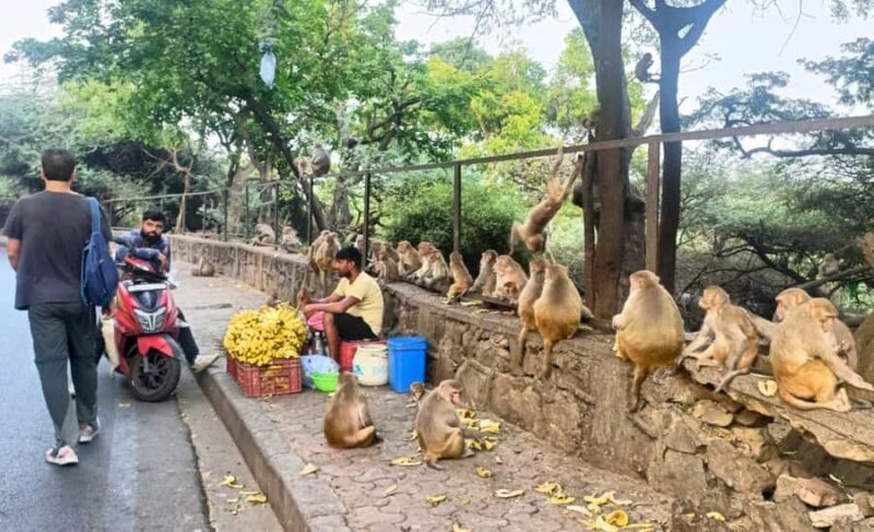 Delhi: Northern Ridge Walk with Tibetan Colony Tour - Group Dynamics, Cost, and Accessibility