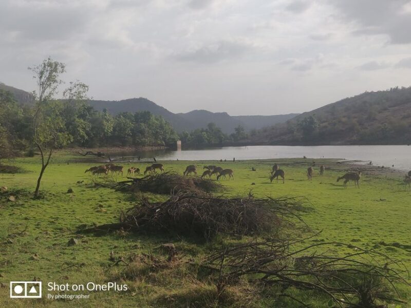 Delhi: Private 3-Days Jaipur & Ranthambore Tiger Safari Tour - The Itinerary: A Complete Breakdown