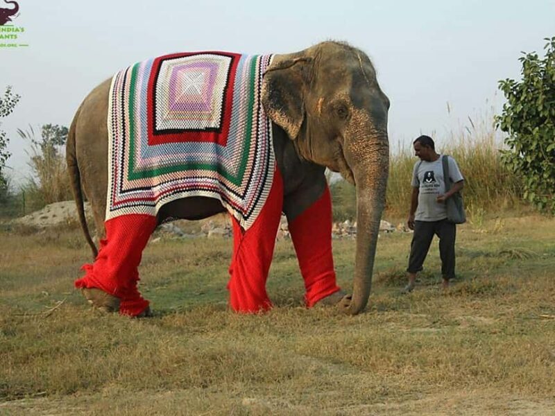 Delhi: Private 3-Days Jaipur & Ranthambore Tiger Safari Tour - FAQ: Your Practical Questions Answered