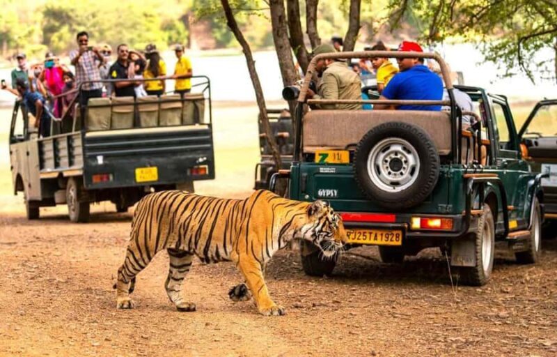 Delhi: Ranthambore National Park 3-Day Tour with Safari. - Key Points