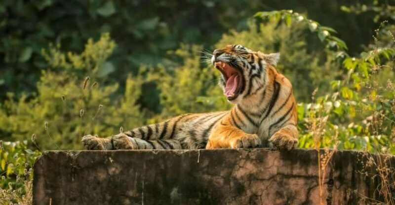 Delhi: Same Day Sariska National Park Tour with Tiger Safari - Key Points