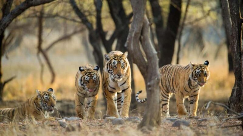 Delhi: Same Day Sariska National Park Tour with Tiger Safari - How the Tour Runs: From Delhi to Sariska in a Day