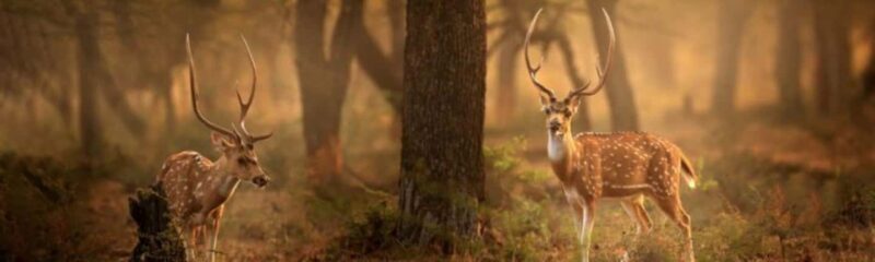 Delhi: Sariska Tiger Reserve Tour with 5-Star Lunch - Exploring Sariska Tiger Reserve in Luxury: A Detailed Review of the Day Trip from Delhi