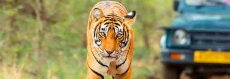 Delhi: Sariska Tiger Reserve Tour with 5-Star Lunch - Arrival and Welcome at Sariska