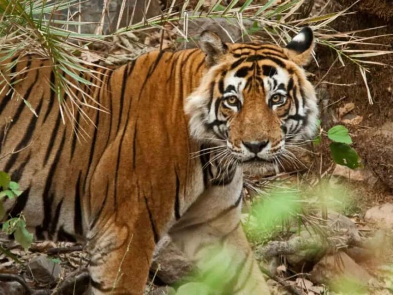 Delhi: Sariska Tiger Reserve Tour with 5-Star Lunch - The Safari Experience