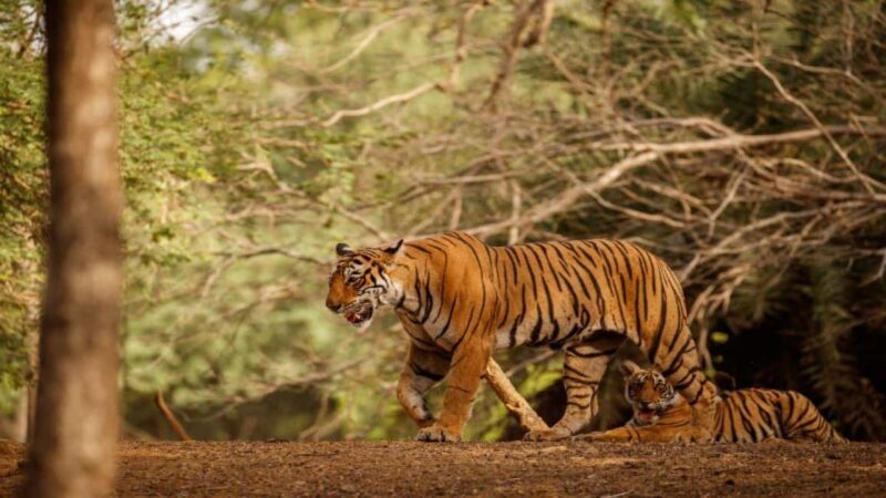 Delhi: Sariska Tiger Reserve Tour with 5-Star Lunch - Gourmet 5-Star Lunch with Scenic Backdrop